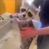 conchobeo_123
