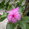 abdulhanif4078