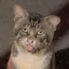 sgsn28