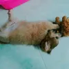 amuoiz