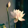 baokhuyen2911