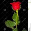 lareine2311