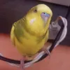 piupiu20251