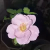 nguyenvuthuyduong84