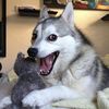 srperro_