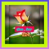 abousarr224