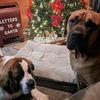 2doglove319