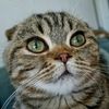 tabbyline