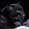 pantherkong