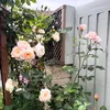 littlecottagegarden