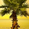 mrpalmtreeremover
