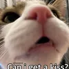 cathcathshop