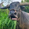 oggyvn52
