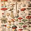 xx_.mushrooms._xx