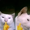 một con khỉ tốt