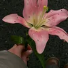 cherrycosmos.zz