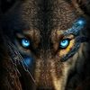 coyotes30r