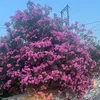 tindra142