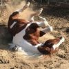 hey4horses