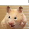 jodythehamster2