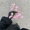 emy_soumia_
