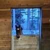charlietherescuepony