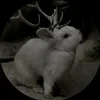 niechcetegopa