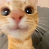 chaseatlantica_baby