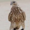 ﮼ابوسيف 🇸🇦