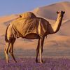 noorhmohamd2