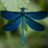 dragonfly1111_777