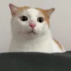 bundaumamdau