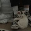 bloodcat2