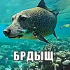 synkokoshki