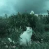 aghgfdtro