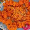 pakhimis2
