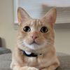 felixthepalegingercat