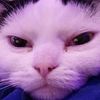 insidecowdottithecat