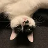 archie.tuxedocat