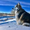 husky..09