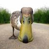 jstfnducky