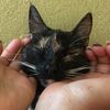 dayycat