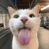 beeping_cat