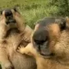 tefeefet