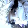 ayesha.chowdhury_143