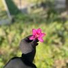 shimaalmahde25
