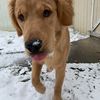 dogsandbeers93