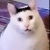 ahslrk99