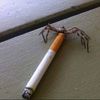 marlborocrab