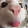 blypsbill_